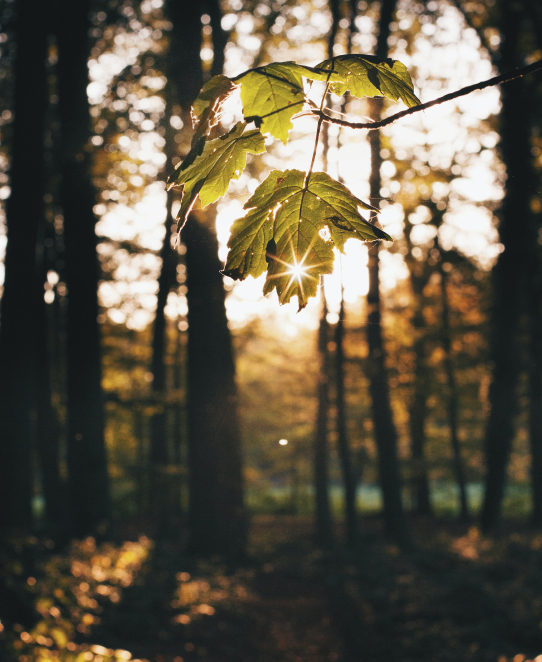 Skog